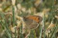 Coenonympha lyllus